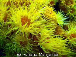 Orange Cup Coral, Las Cabos, Mexico by Adriana Manjarrez 